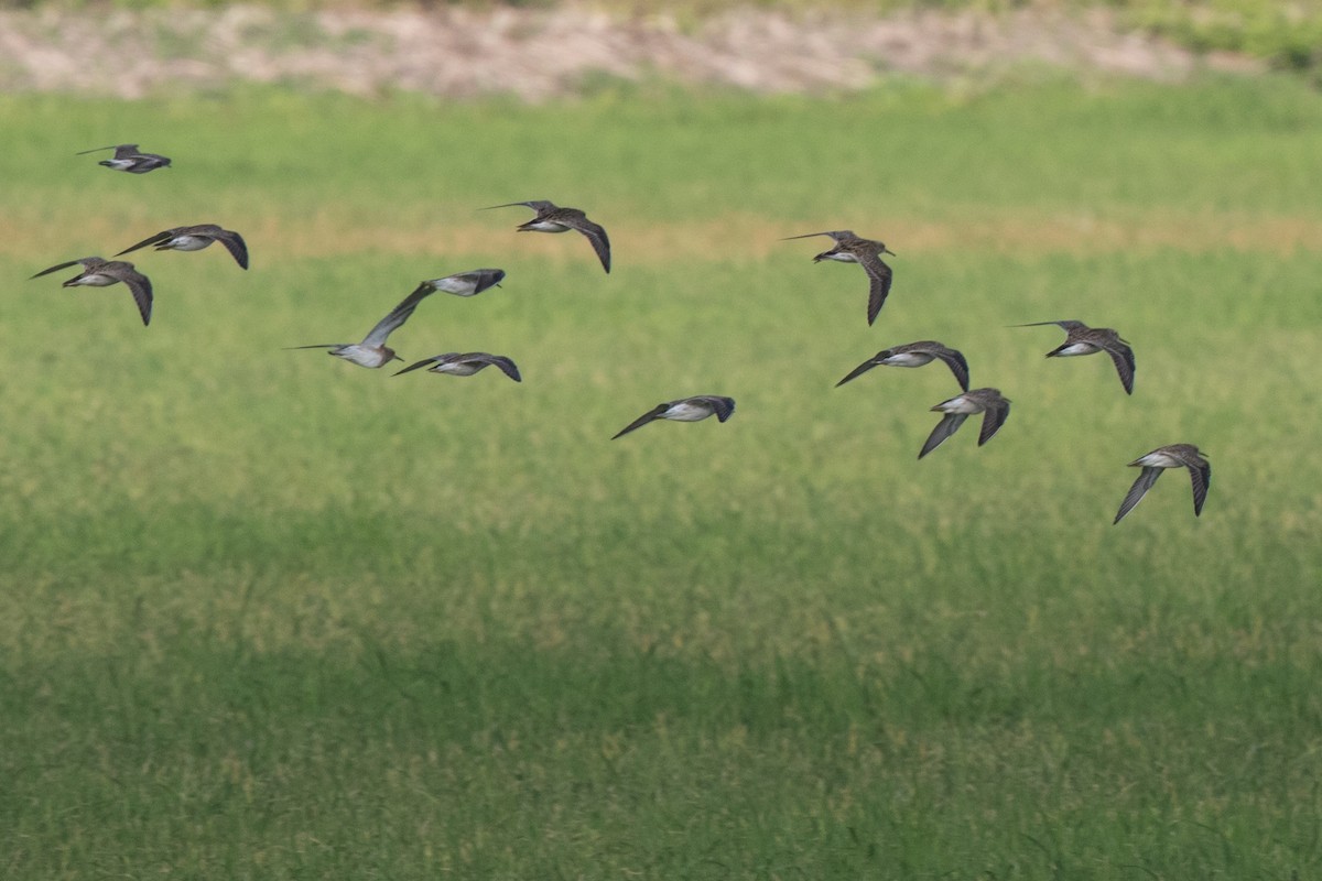 White-rumped Sandpiper - ML80446031