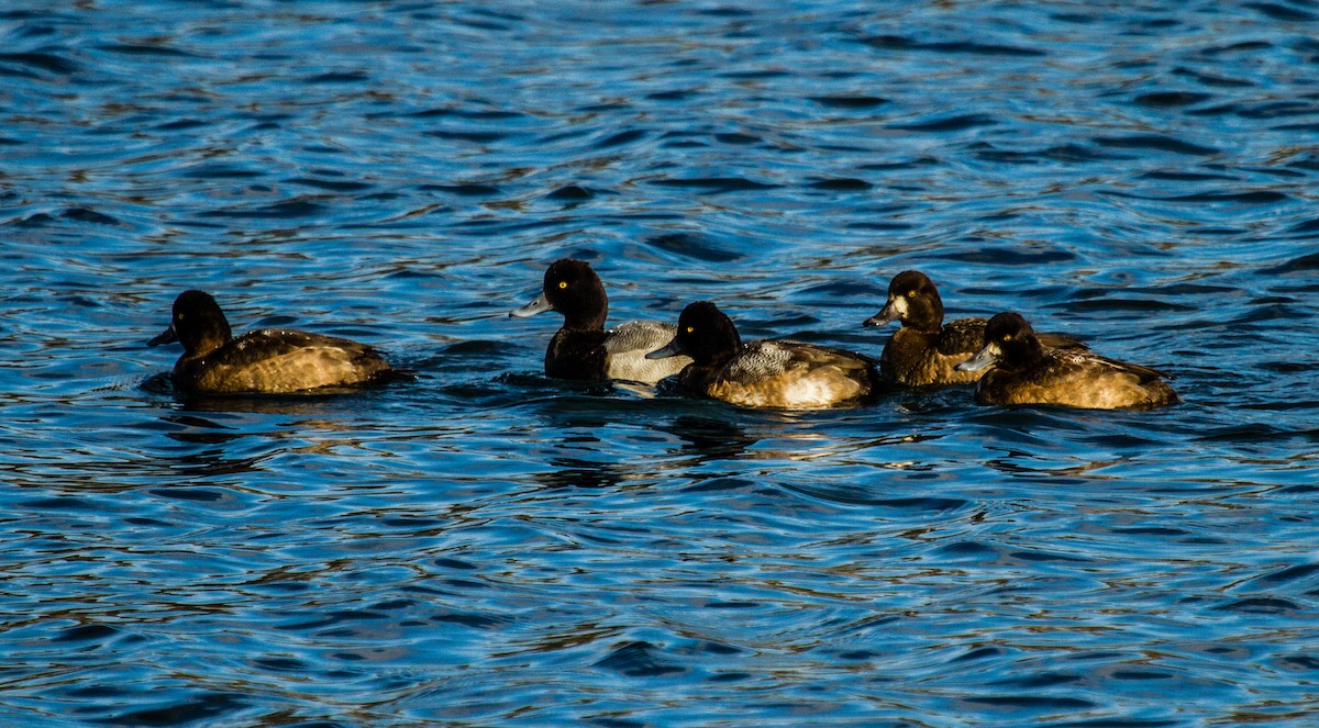 Lesser Scaup - ML80447541