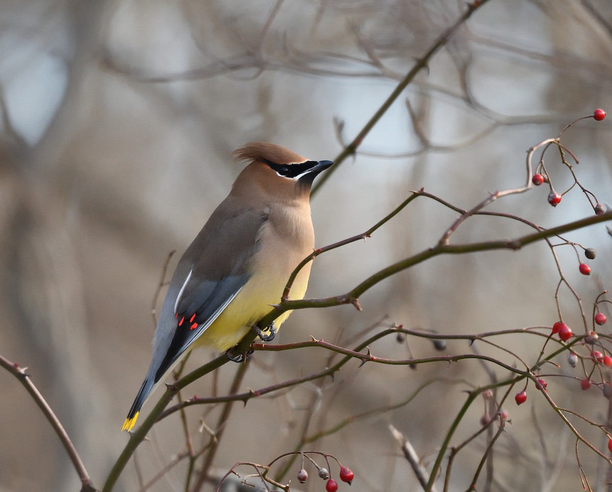 Cedar Waxwing - ML80447631