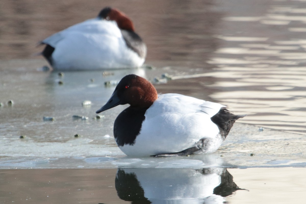 Canvasback - ML80447881