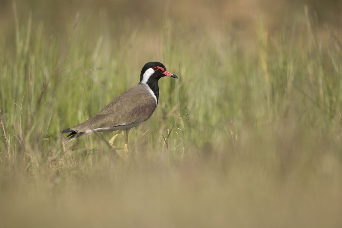 Red-wattled Lapwing - Ravi naidu