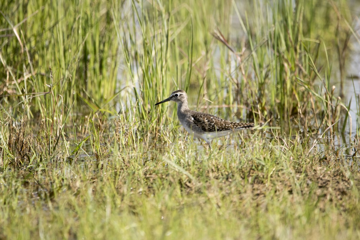 Wood Sandpiper - Ravi naidu