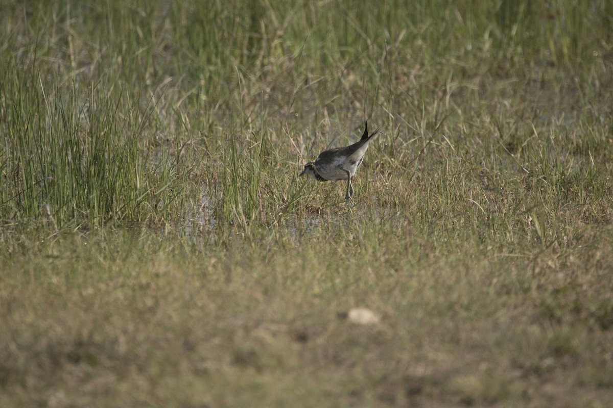 Pheasant-tailed Jacana - Ravi naidu