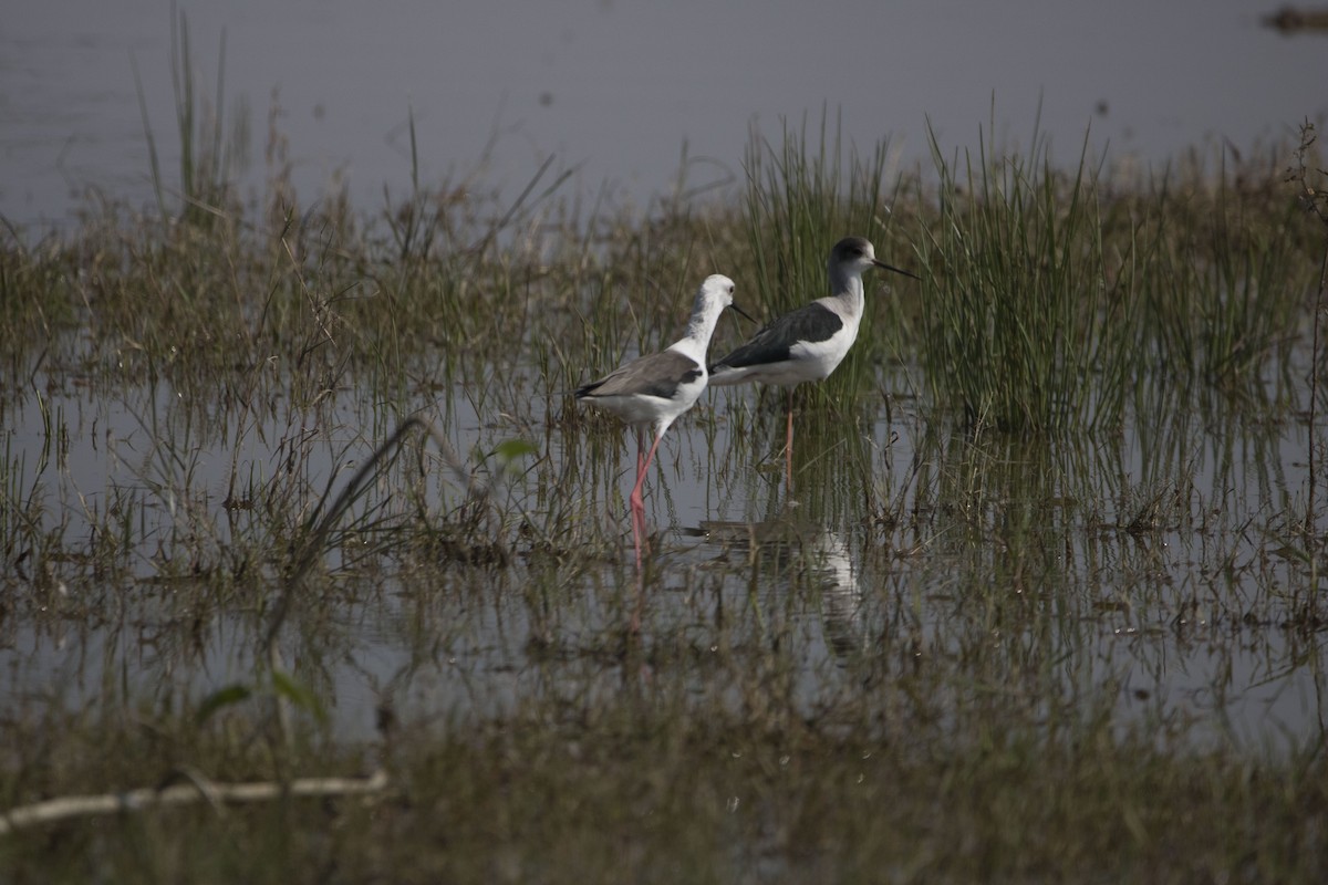Black-winged Stilt - Ravi naidu
