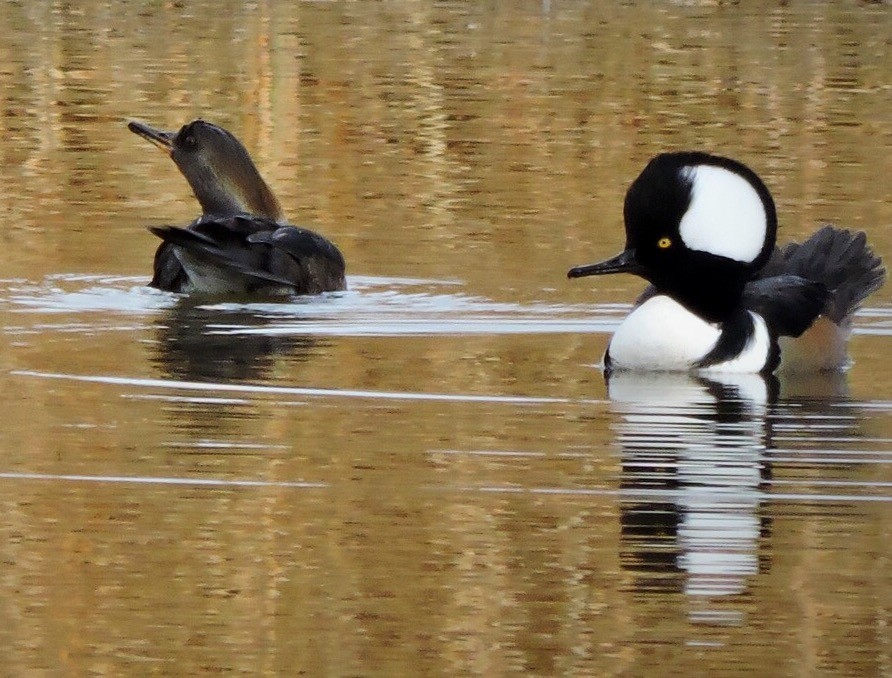 Hooded Merganser - Usha Tatini