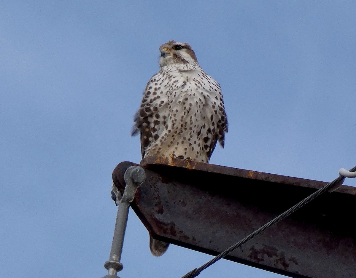 Prairie Falcon - ML80453851