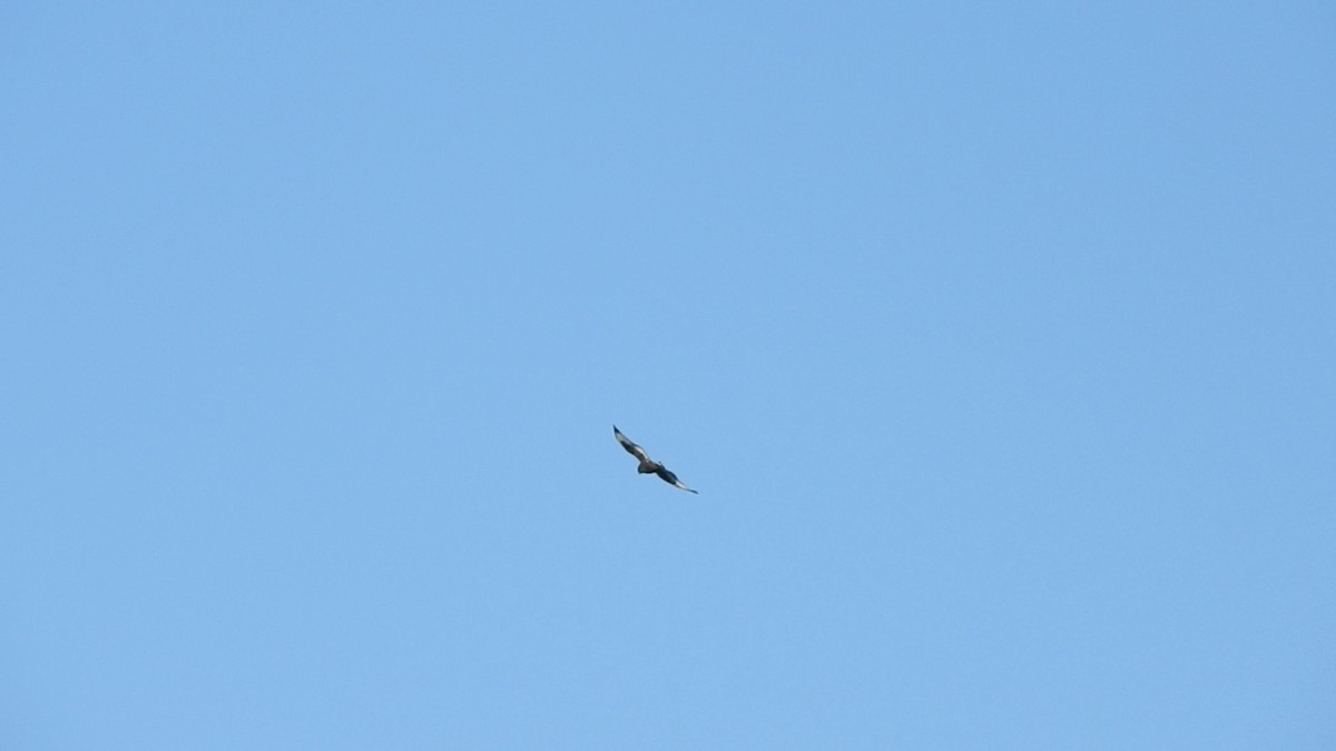 Rough-legged Hawk - ML80453871