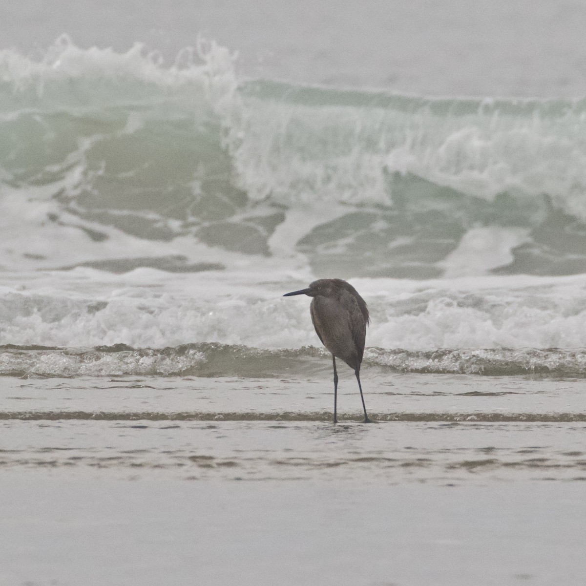 Reddish Egret - ML80454691