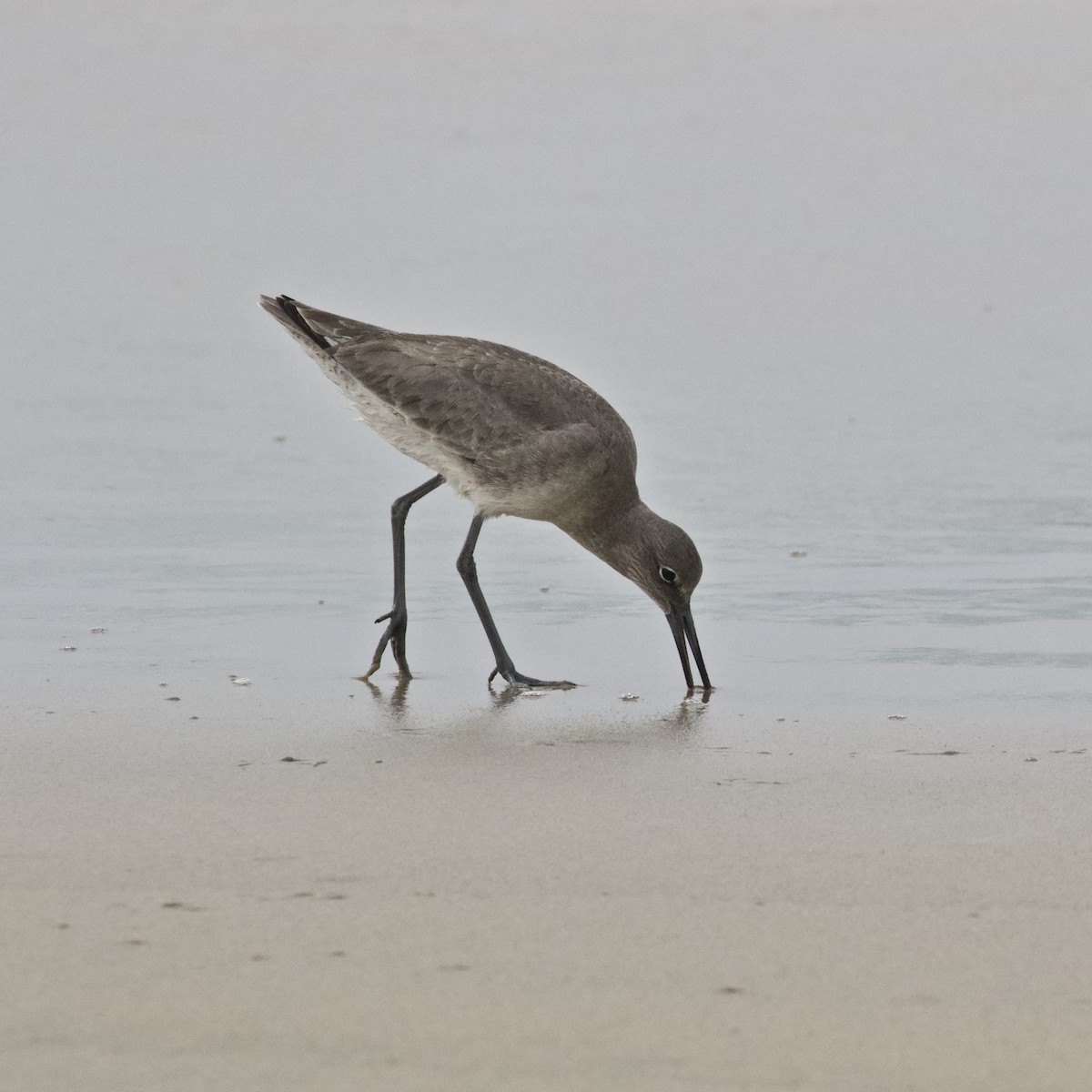 Willet - ML80454931