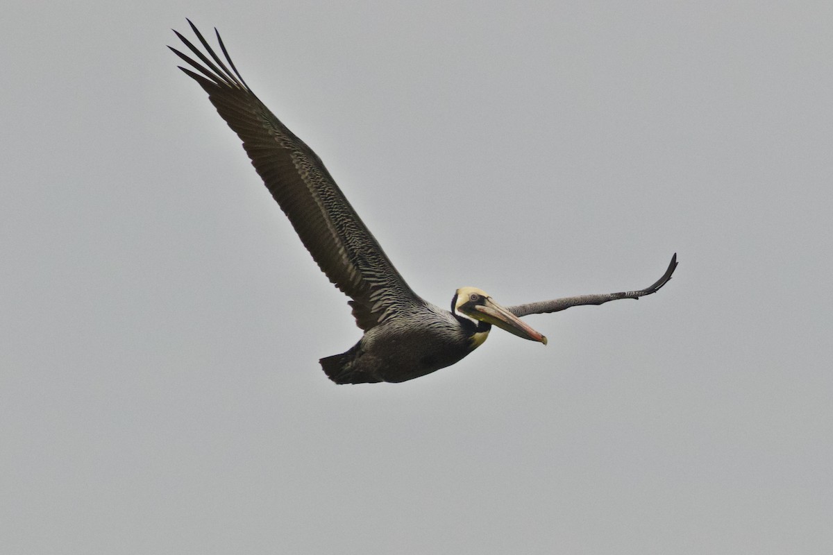 Brown Pelican - ML80455111