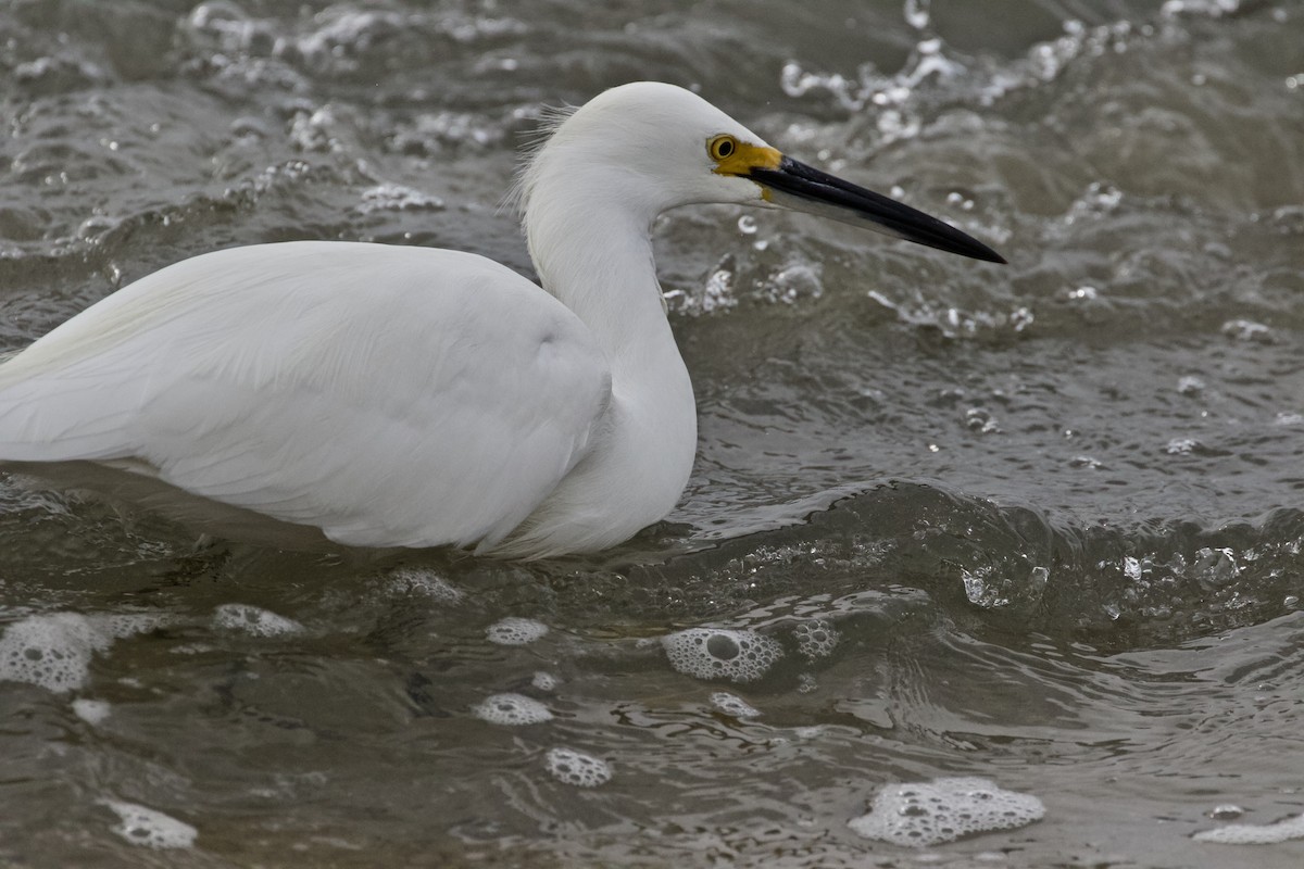 Snowy Egret - ML80455211