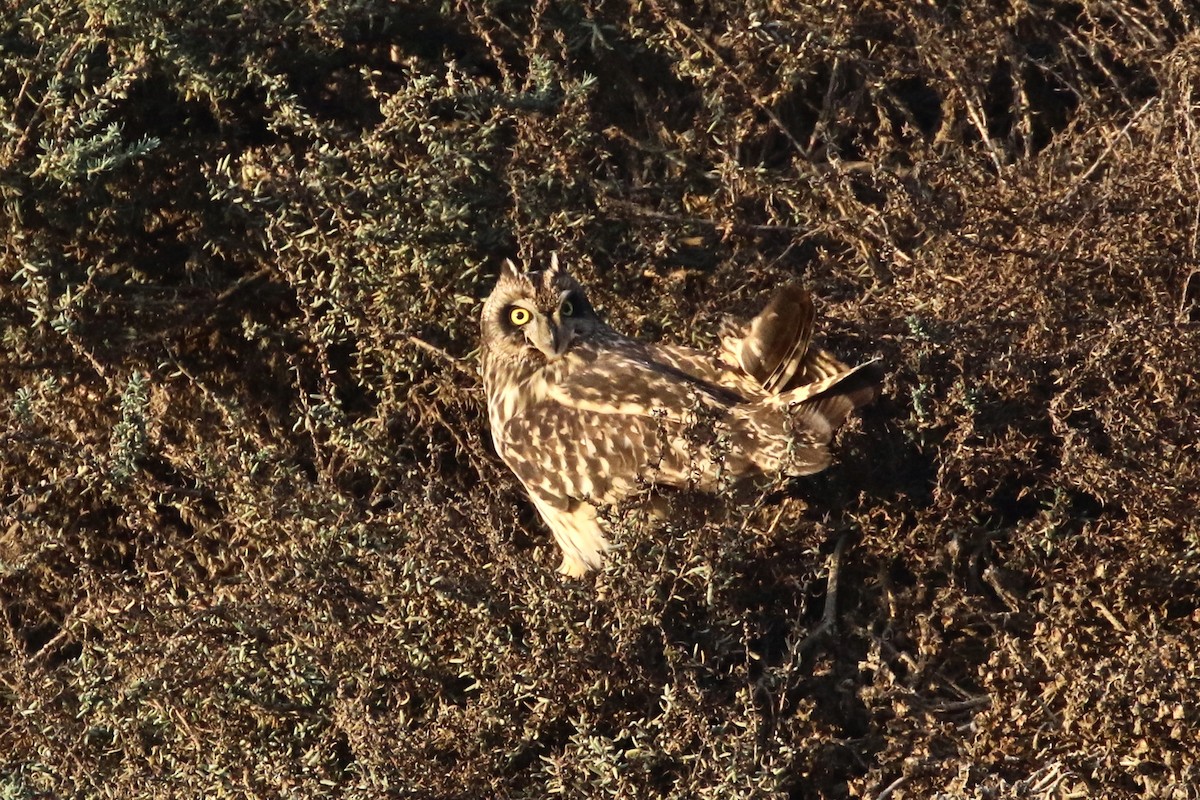 Short-eared Owl - ML80455991