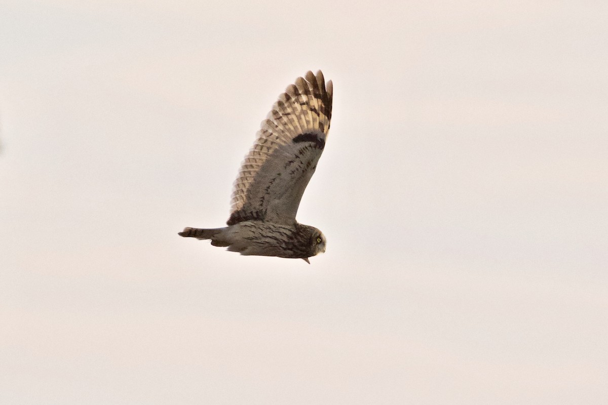 Short-eared Owl - ML80456001
