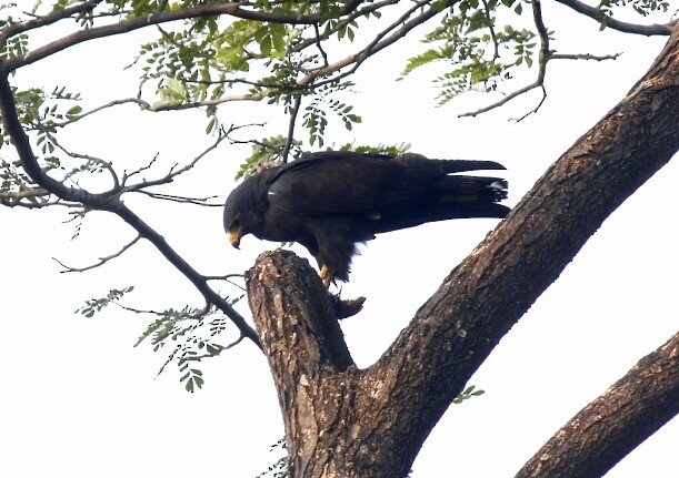 Zone-tailed Hawk - ML80456501