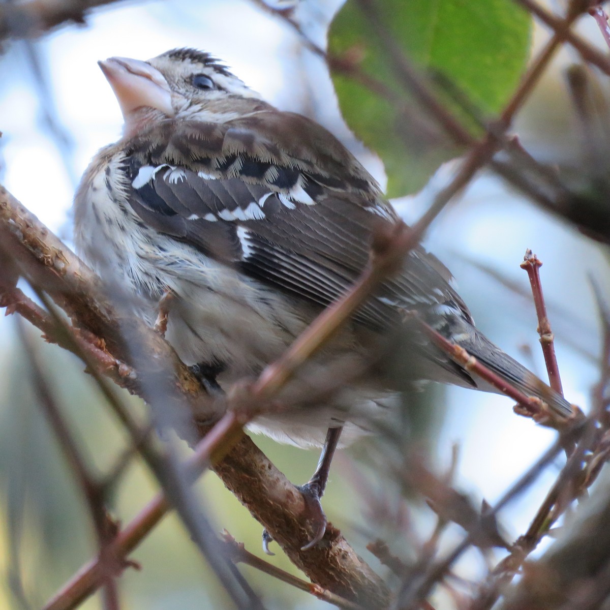 Rose-breasted Grosbeak - ML80457181