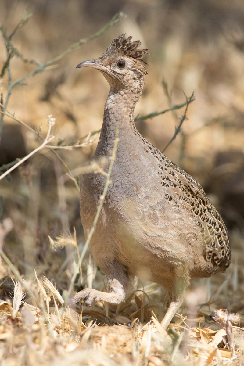 Chilean Tinamou - Santiago Montaner