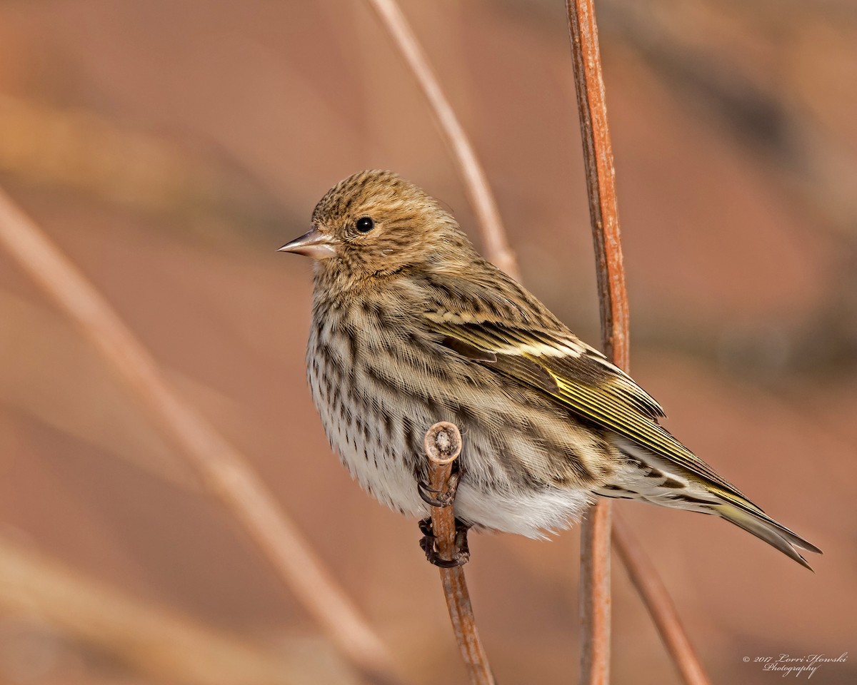 Pine Siskin - Lorri Howski 🦋