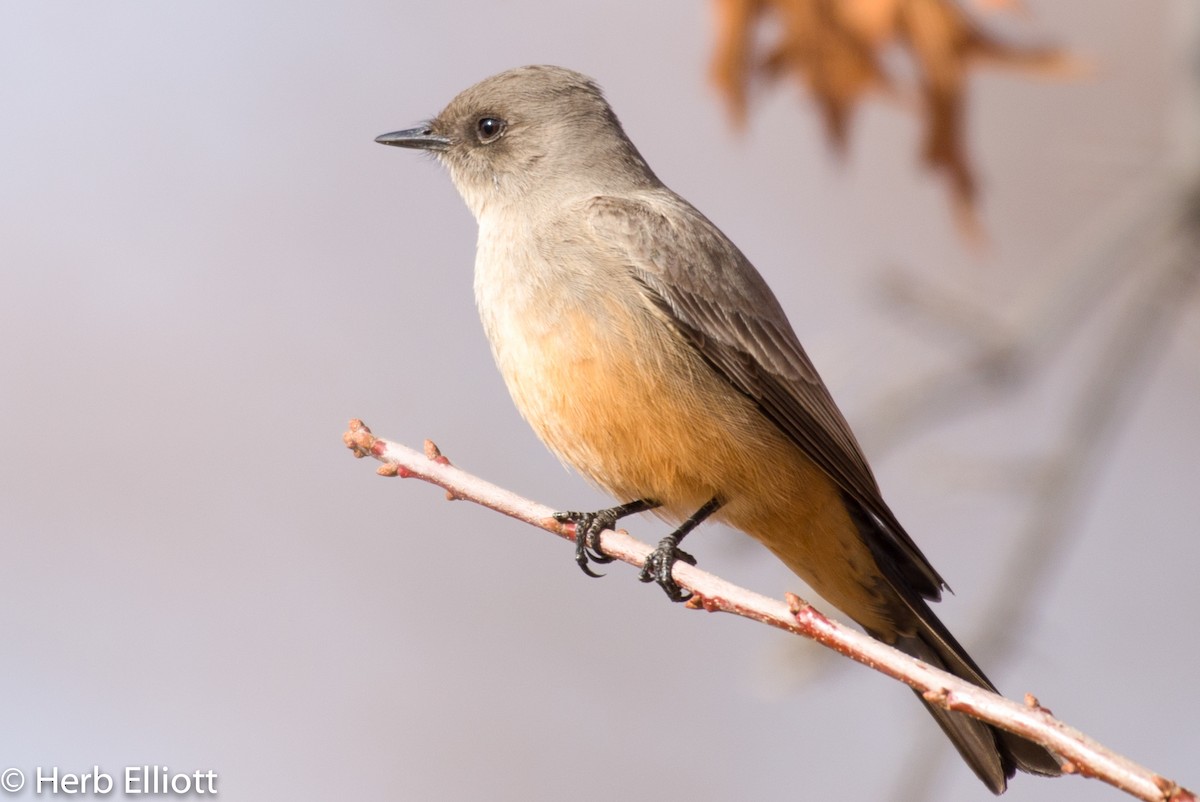 Say's Phoebe - Herb Elliott