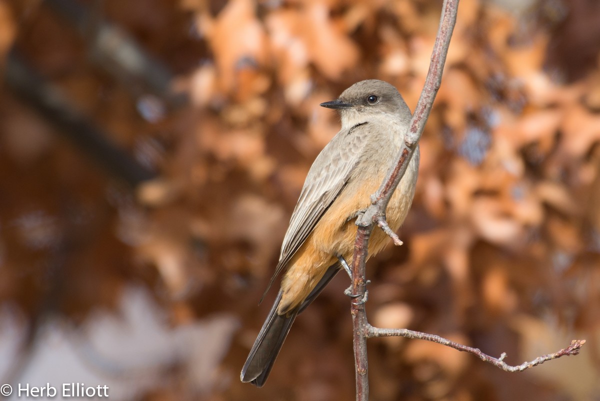 Say's Phoebe - ML80458551