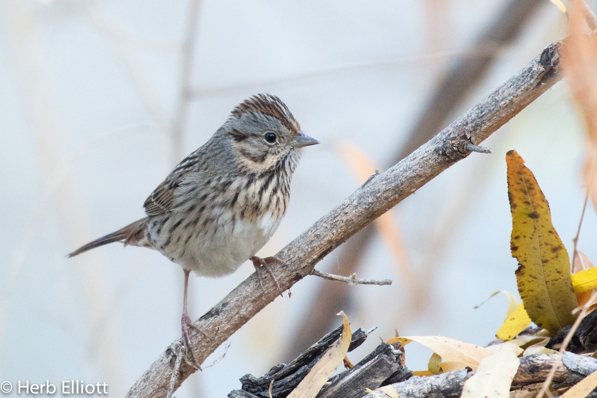 Lincoln's Sparrow - Herb Elliott