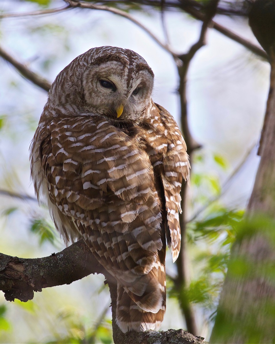 Barred Owl - ML80459221