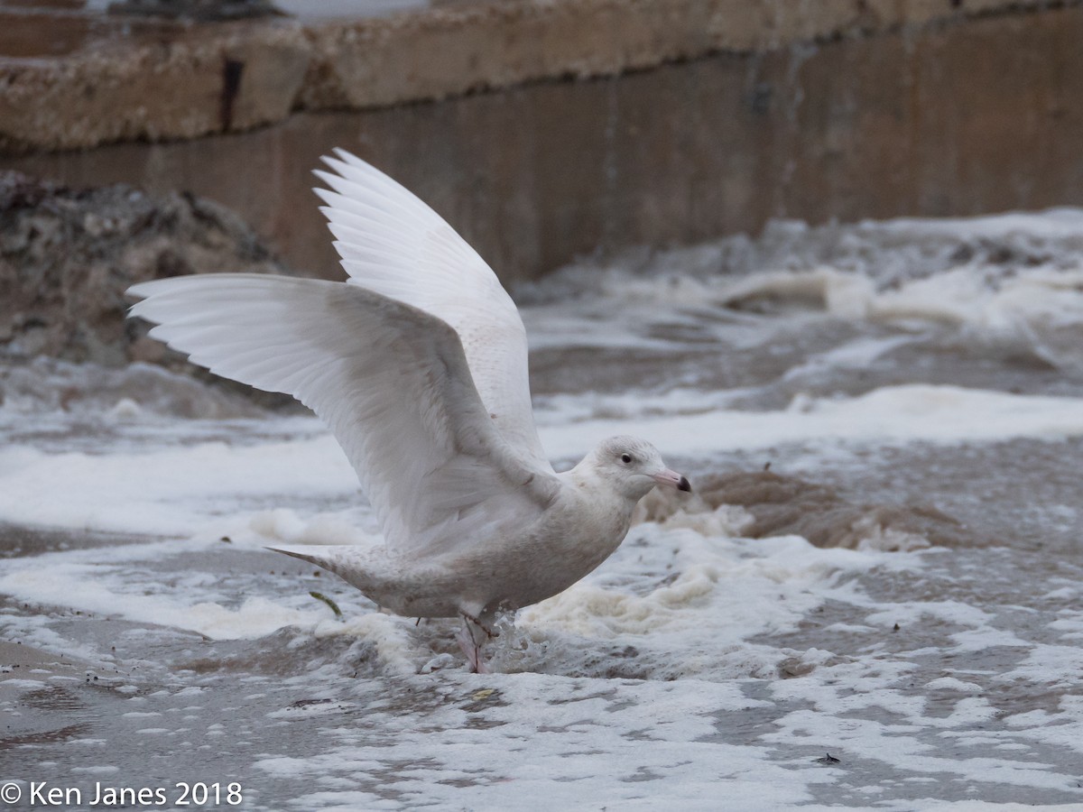 Glaucous Gull - Ken Janes