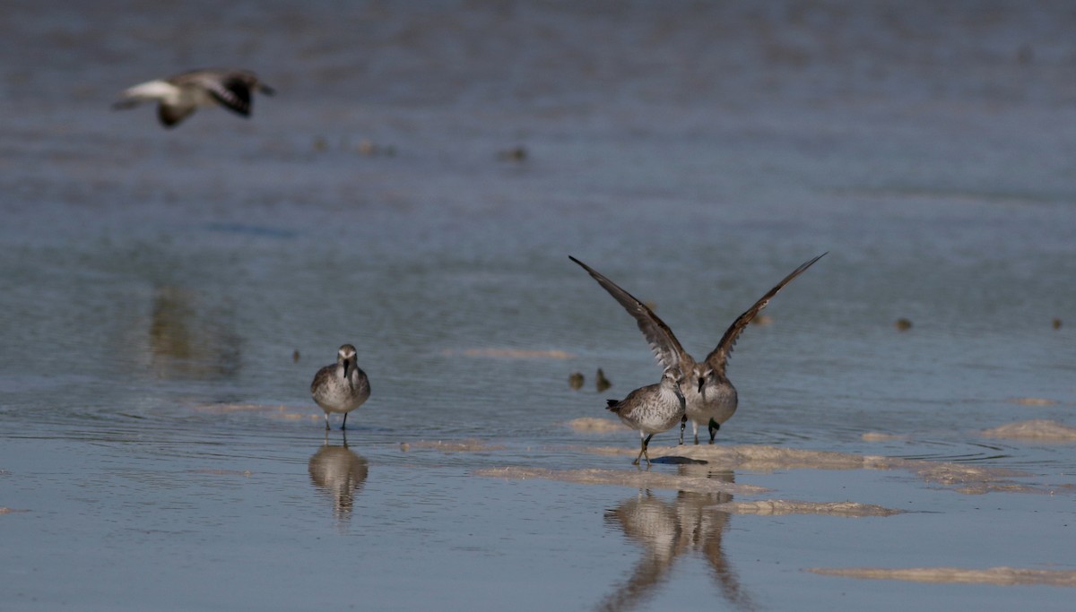 Red Knot - Jay McGowan