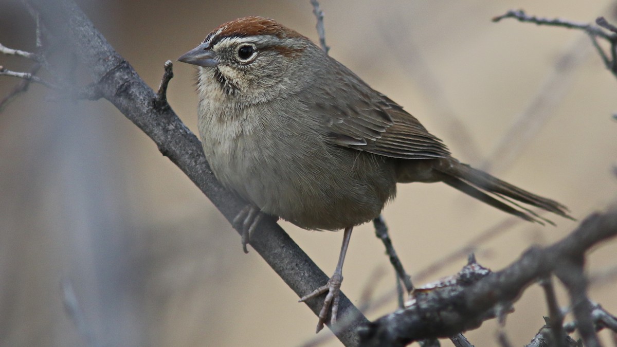 Rufous-crowned Sparrow - ML80460441
