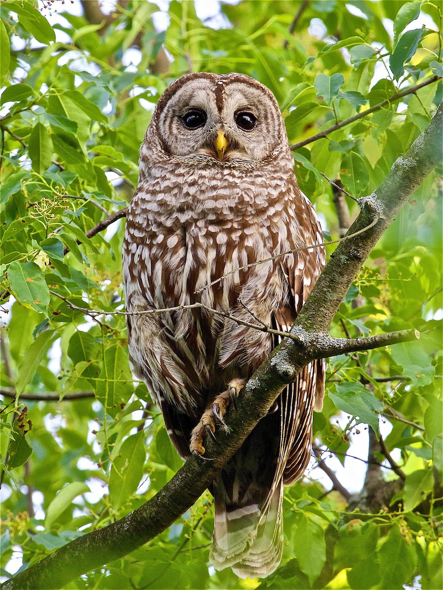 Barred Owl - ML80460871