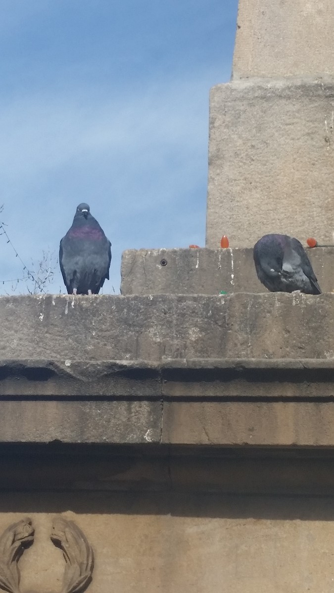 Rock Pigeon (Feral Pigeon) - ML80463301