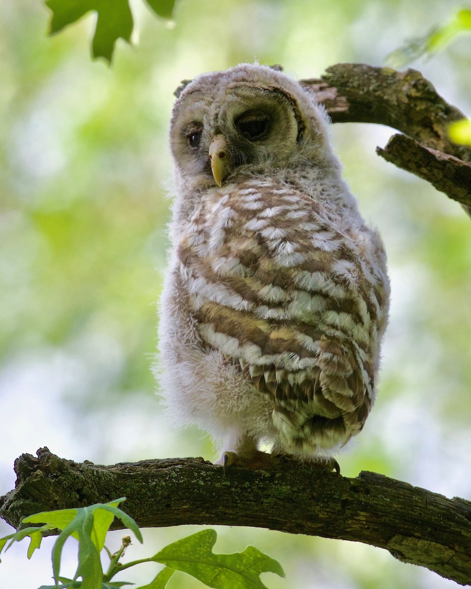 Barred Owl - ML80464191