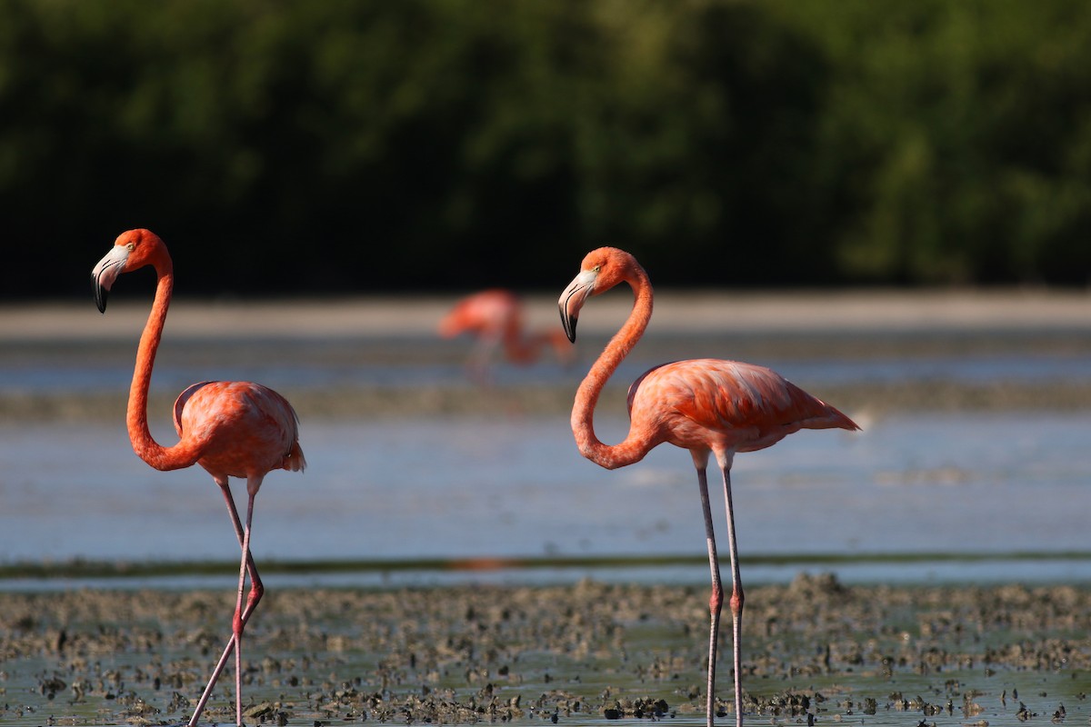 Amerika Flamingosu - ML80466011
