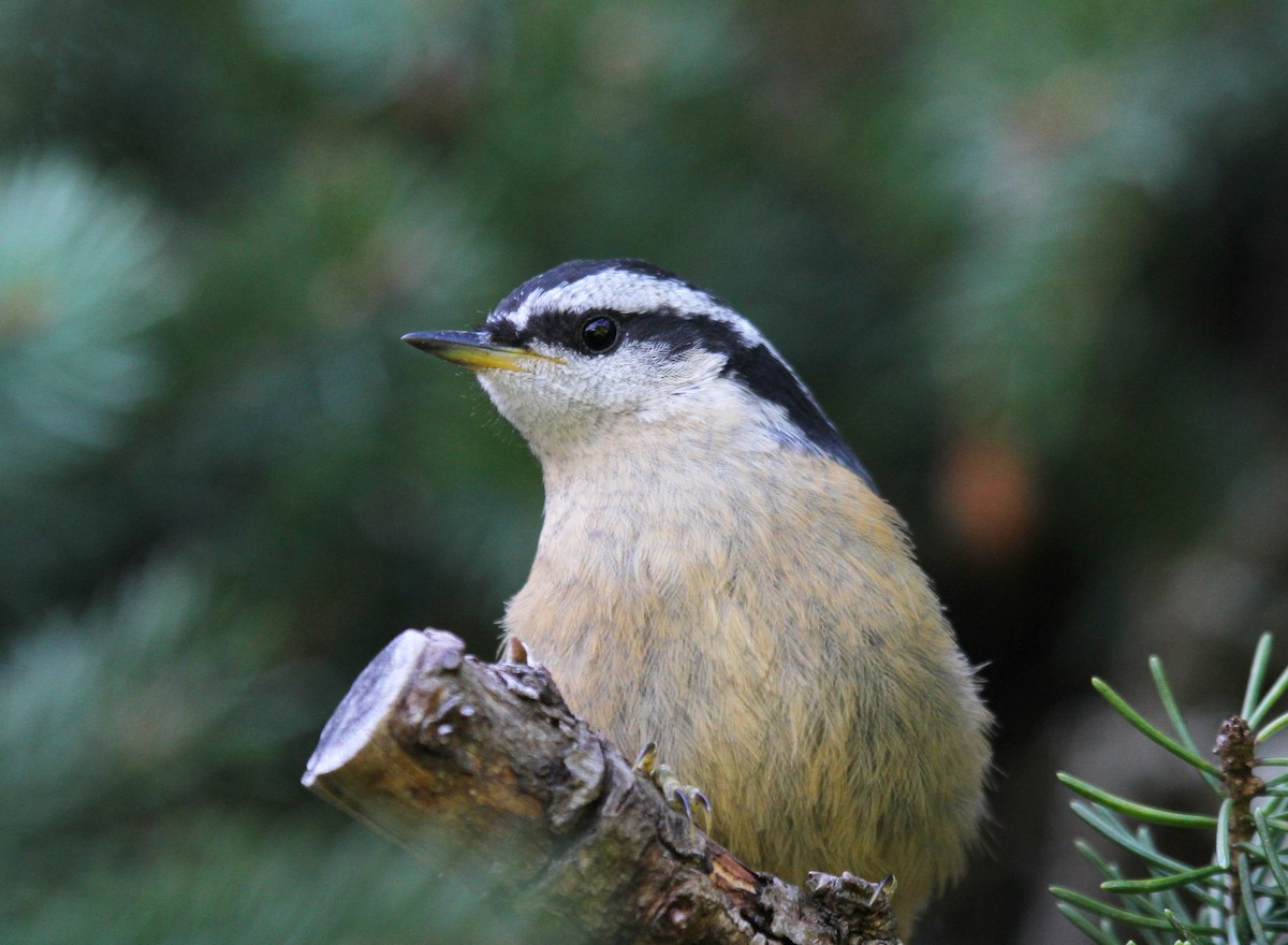 Red-breasted Nuthatch - Nick Anich