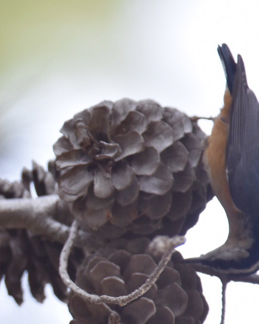 Red-breasted Nuthatch - ML80468221