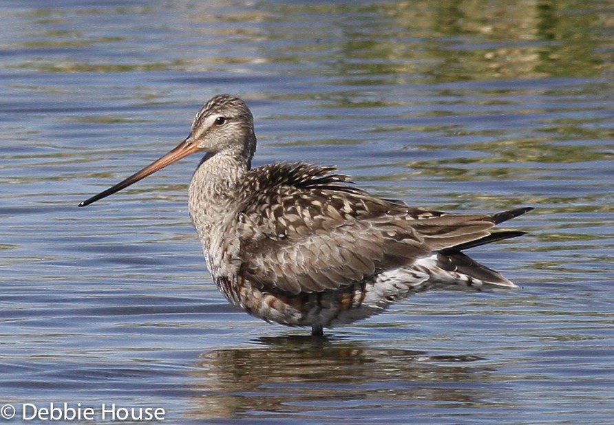 Hudsonian Godwit - ML80468391