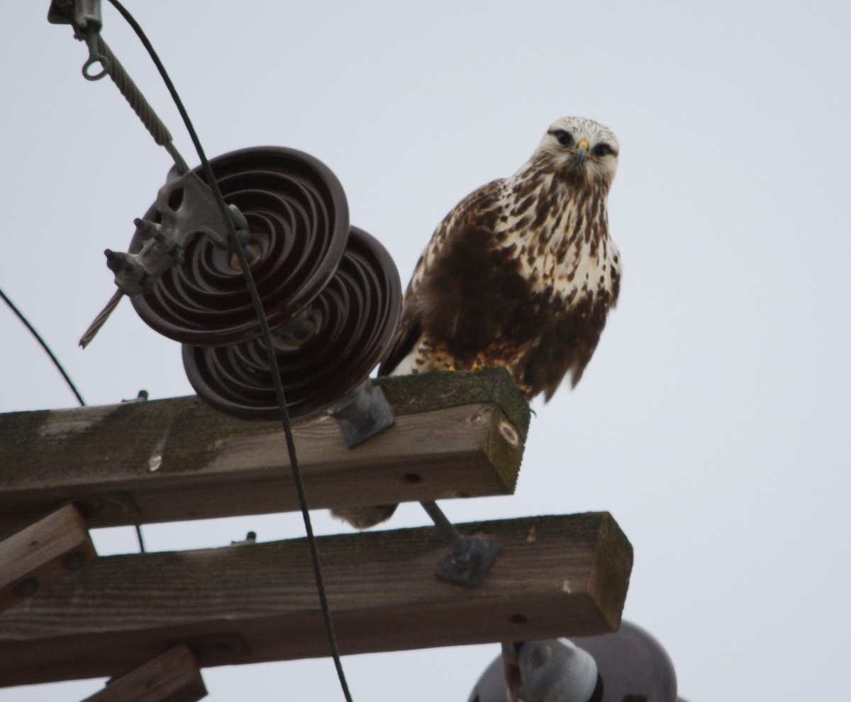 Rough-legged Hawk - ML80469021