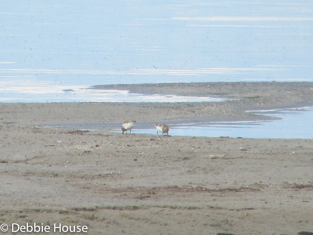 Bécasseau sanderling - ML80469721