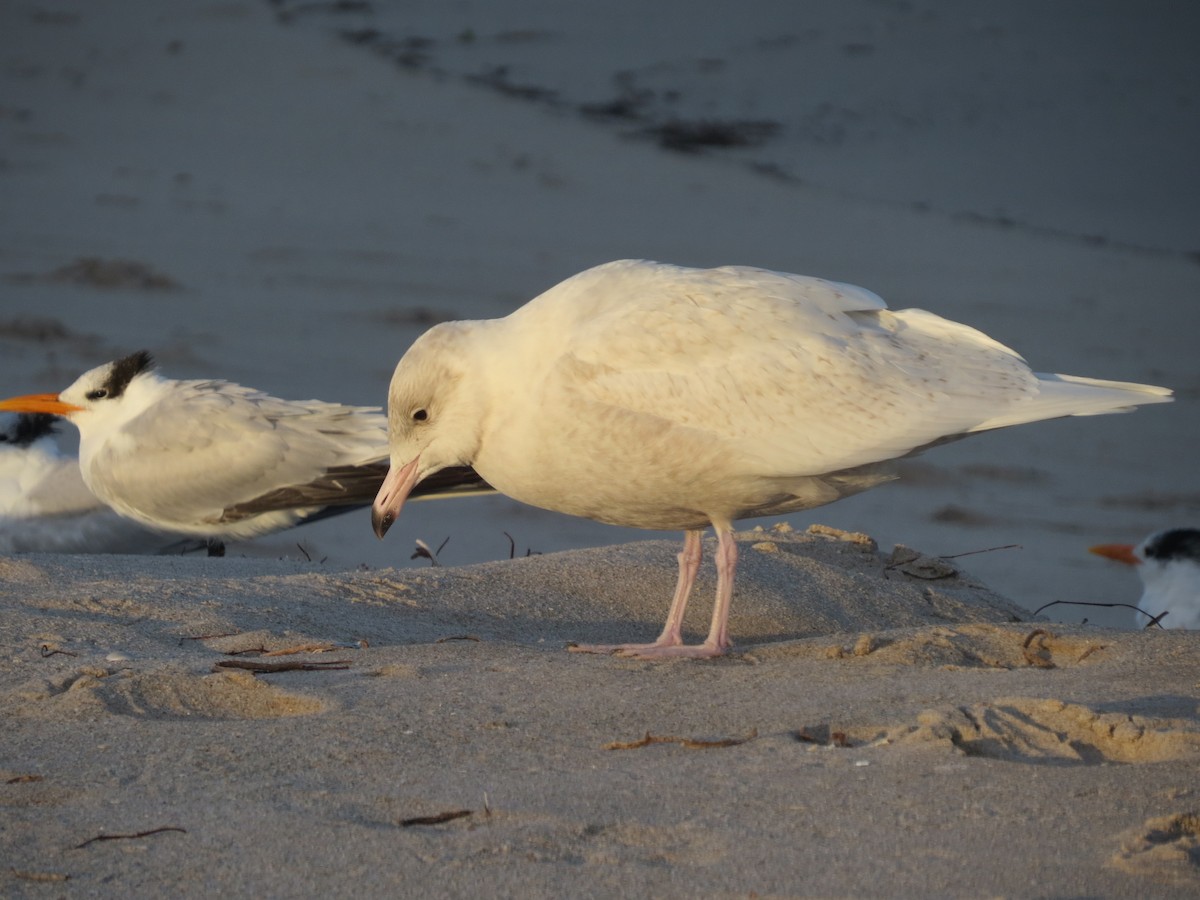 Glaucous Gull - Tim Towles