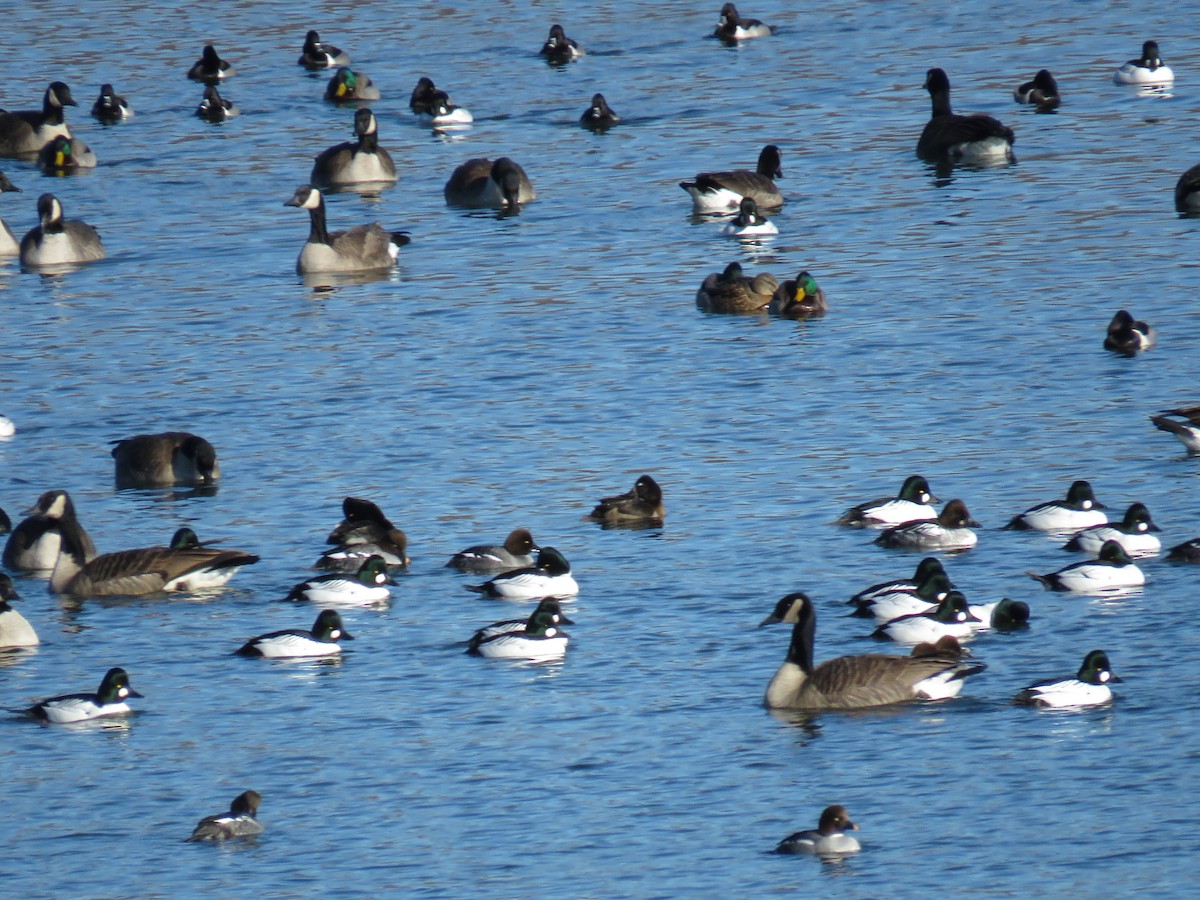 Common Goldeneye - ML80471591