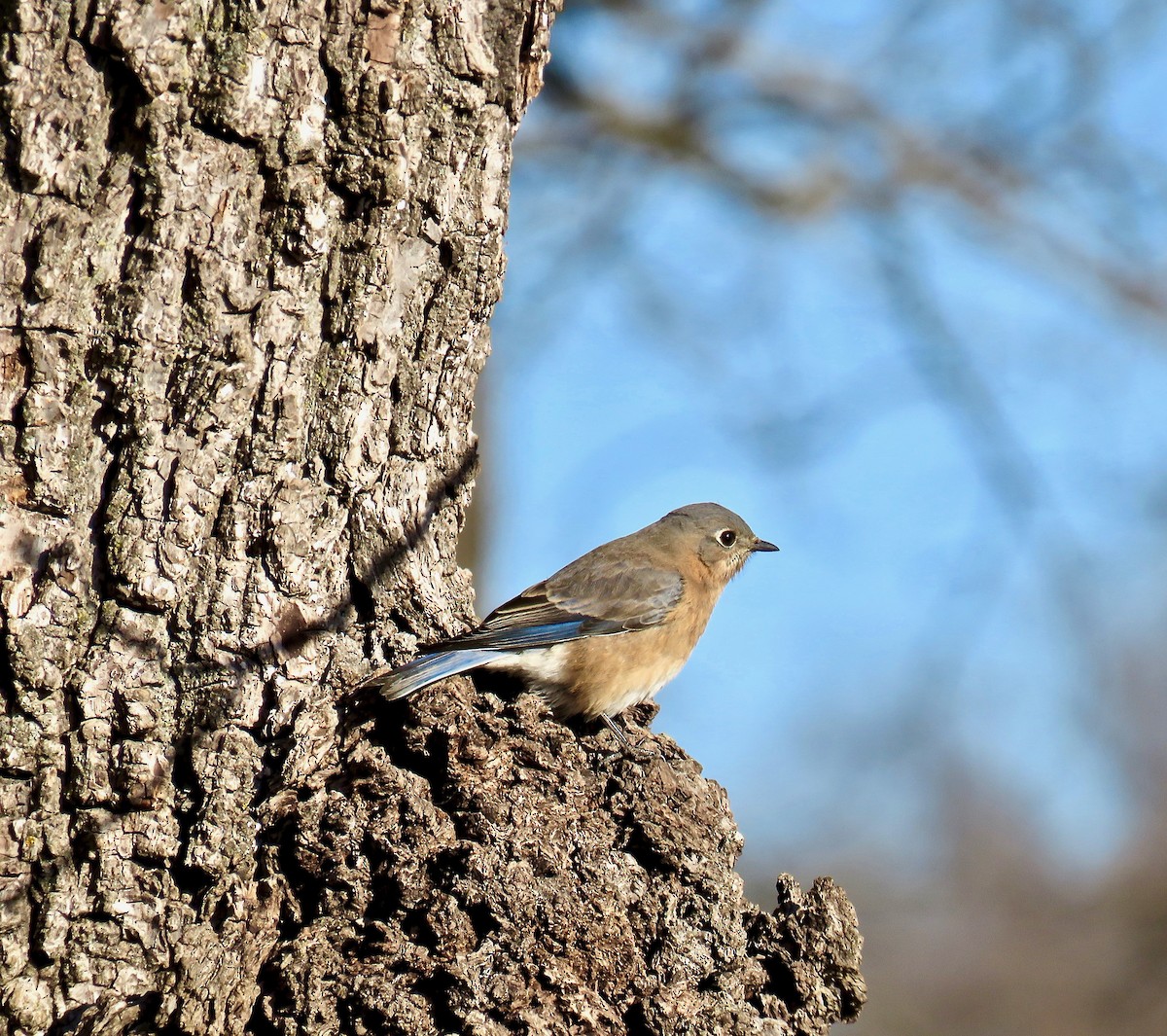 Eastern Bluebird - ML80472121