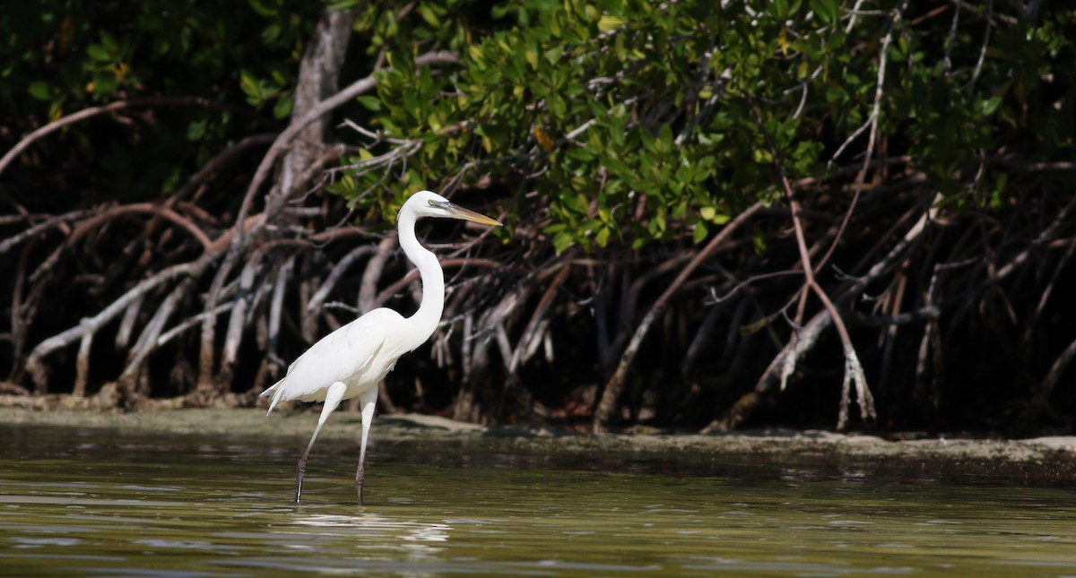 Great Blue Heron (Great White) - ML80473611