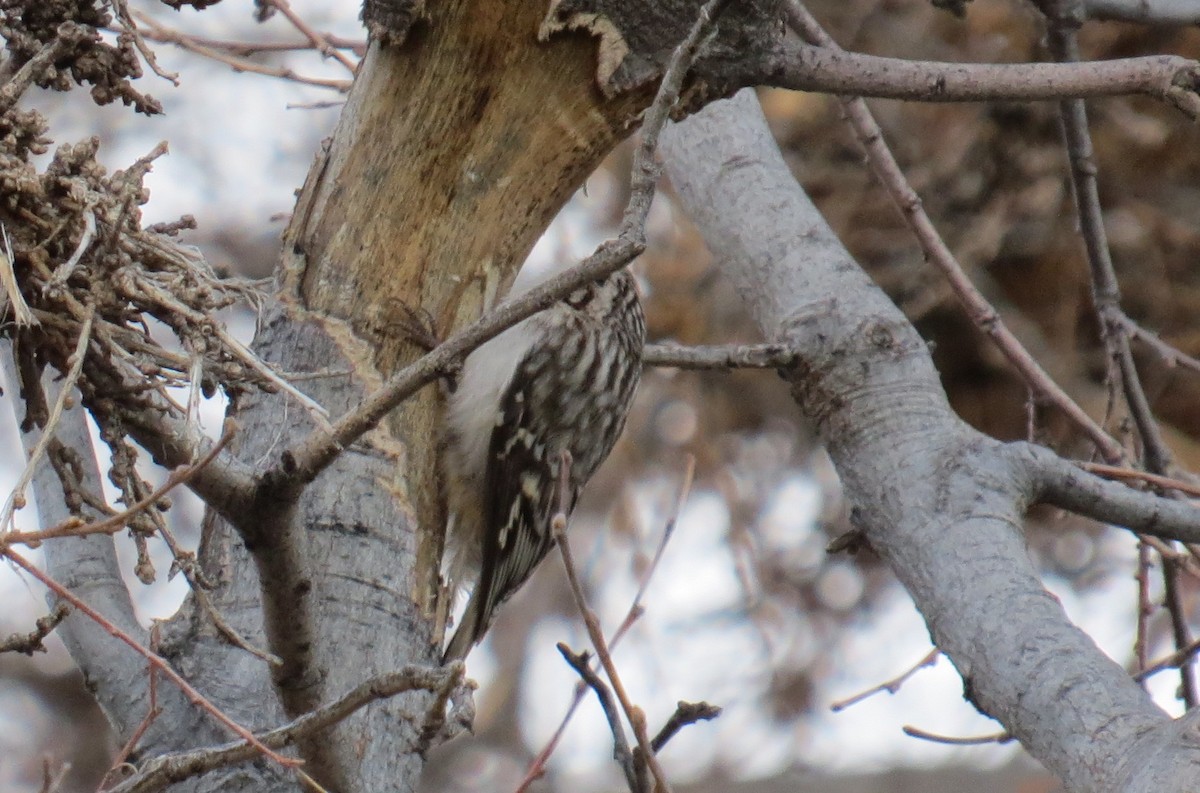 Brown Creeper - ML80473711