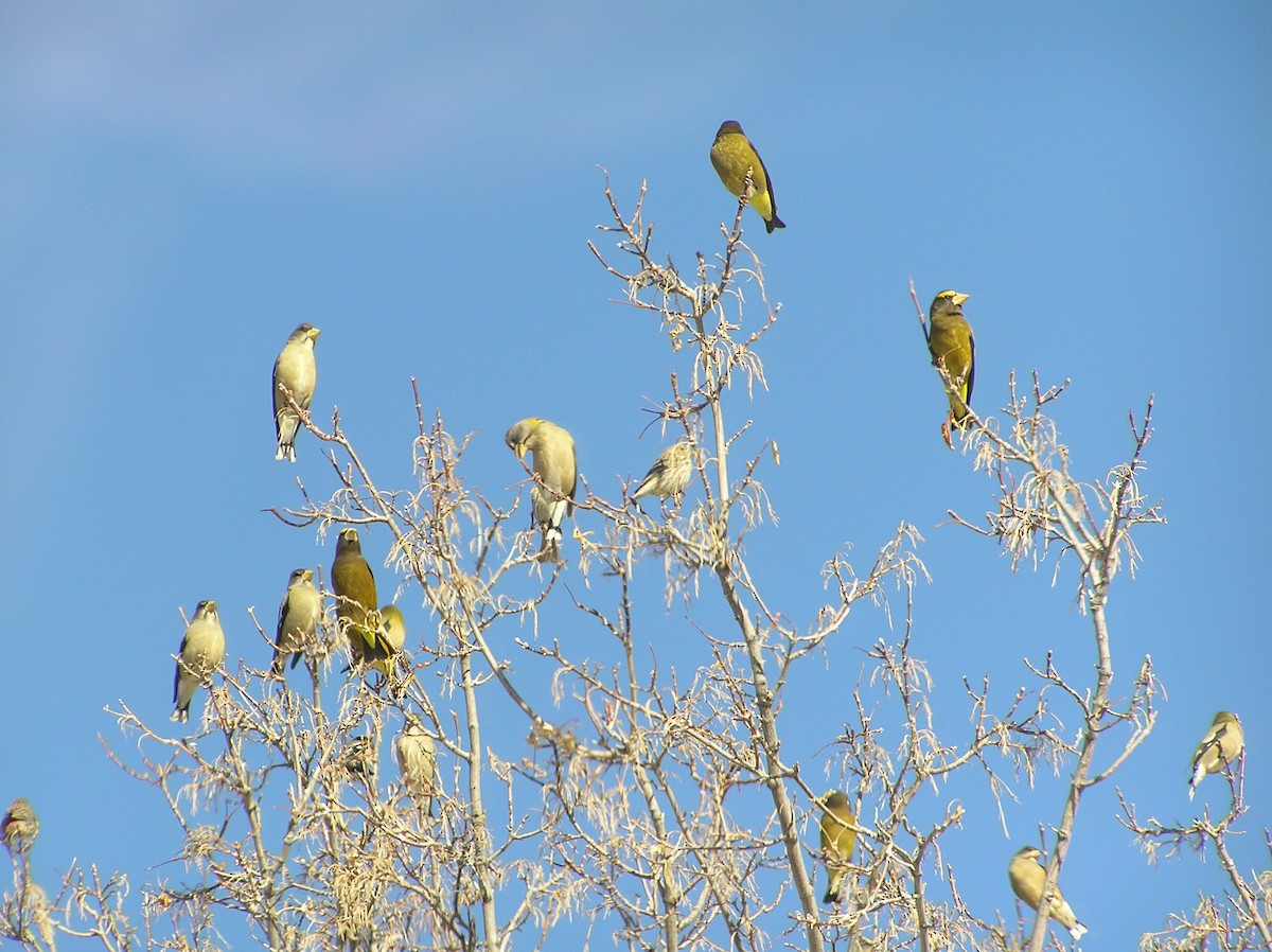 Evening Grosbeak - ML80473741