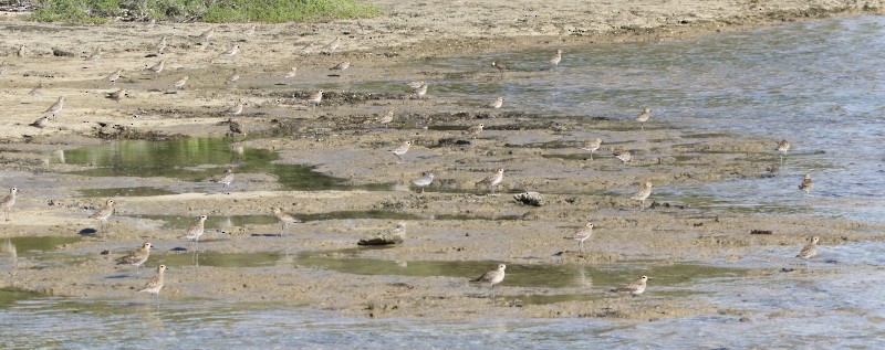 Pacific Golden-Plover - ML80475141