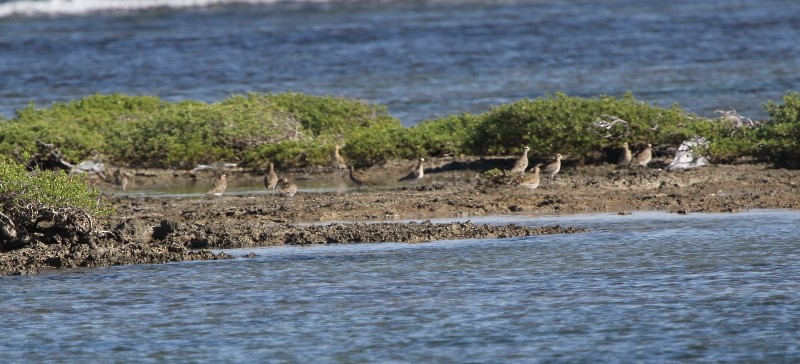 Pacific Golden-Plover - ML80475151