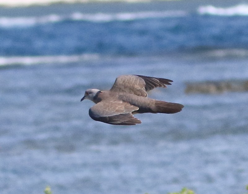 Philippine Collared-Dove - ML80475251