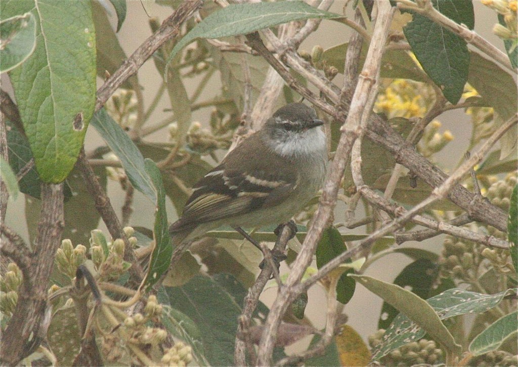 White-throated Tyrannulet - Eric DeFonso 🦑