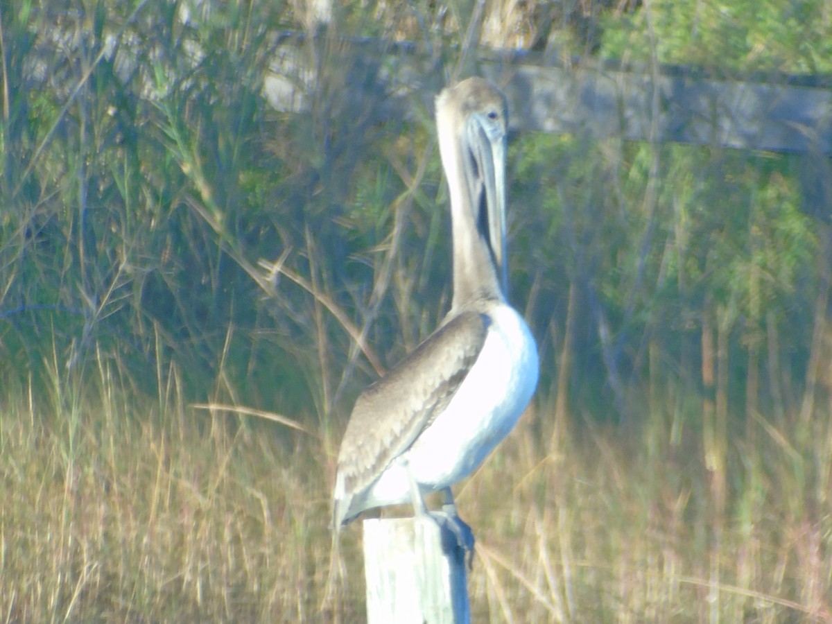 Brown Pelican - ML80476651