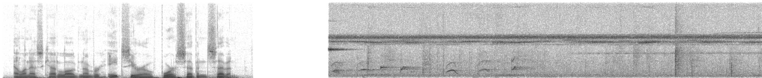 Bändernachtschwalbe (nattereri) - ML80477