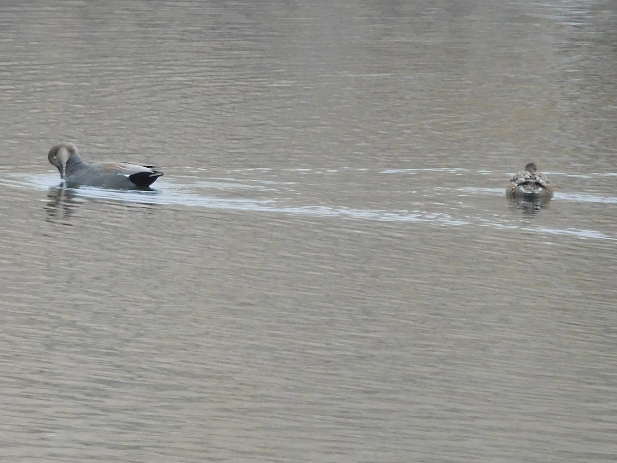 Gadwall - Hal Johnston